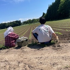 【土日報酬あり】大根収穫