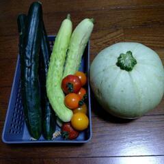 家庭菜園の野菜