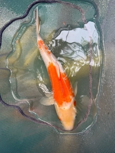 二色錦鯉35cm—45cmまで一尾