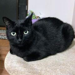まん丸グリーンなお目目の黒猫♂1歳3ヶ月