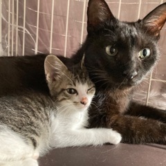 黒猫ママとキジ白子猫