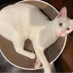 ずっとのお家募集❤️白猫さん最強に人懐っこい！スリゴロ抱っこok❤️