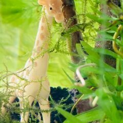 6月21～25日（水～日）　ボトルテラリウム教室　水草　植物　メ...