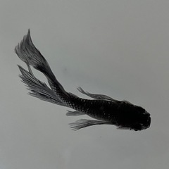 メダカ【ブラックダイヤ2020リアルロングフィン】若魚5匹