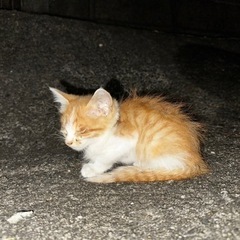 約生後一ヶ月の子猫です。里親さん募集