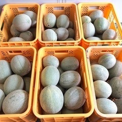 近江草津メロン🍈　タカミメロン(緑肉)本日収穫しました🍈販売中