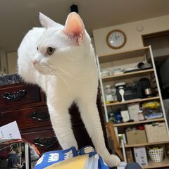 【急募】猫の飼い主を募集しています（水頭症発症により現在は無職と...