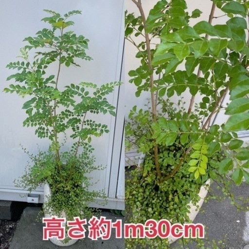 植物　シマトネリコ　寄せ植え