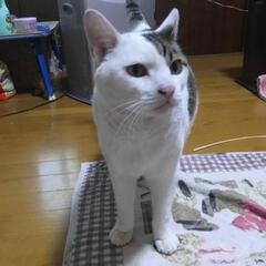【急募】優しい白猫      