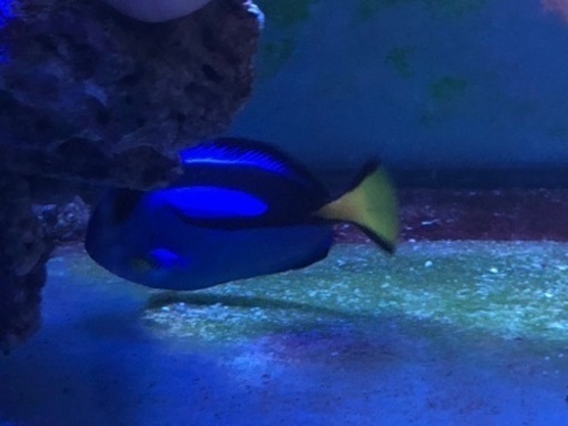 ナンヨウハギ