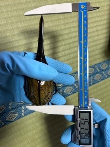 お取引中】☆ヘラクレスオオカブト♂1♀2 ☆ ※ 値引き有