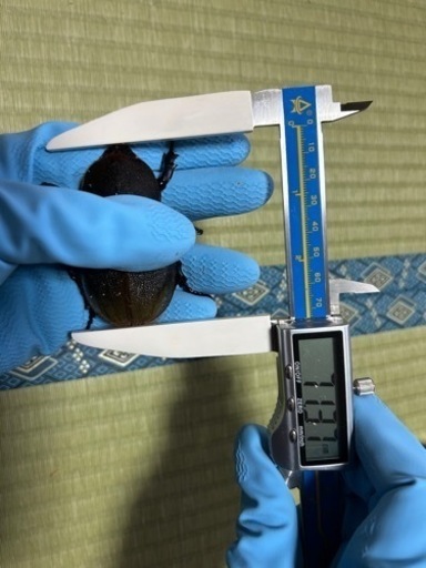 ヘラクレスオオカブト①(成虫ペア) 取引中