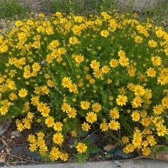 ダーグベルグテージの花の種