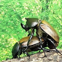 フンボルトヒナカブト CBF1幼虫6頭　【カブトムシ】