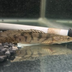 愛知県の古代魚の中古が安い！激安で譲ります・無料であげます  