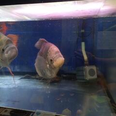 商談中になりました】￥120000大型アクリル水槽 1800×800×500