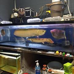 【商談中になりました】￥120000大型アクリル水槽　1800×800×500 商談中になりました】￥120000大型アクリル水槽 1800×800×500