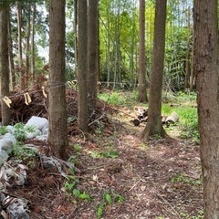 値下げ中！！森林　雑木林　山林の土地をお安く貸します！資材置き場　駐車場　キャンプ　新潟県西蒲原郡　しいたけ栽培の画像
