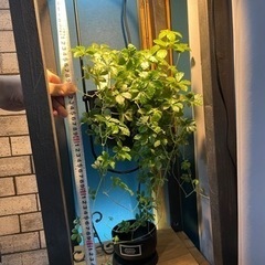 【取引中】シュガーバイン　鉢付き　観葉植物