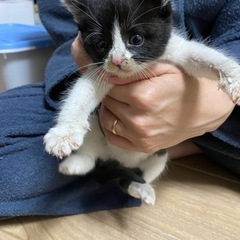 野良の子猫里親募集　素敵な飼い主さんが見つかりました。ありがとう...