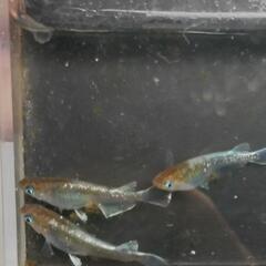 アルテミス メダカ 稚魚 6匹