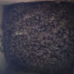 二ホンミツバチ（日本蜜蜂）の分蜂群（重箱式巣箱）