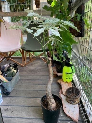 【お渡し確定】パキラ　ミルキーウェイ　観葉植物　斑入り