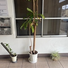 観葉植物　早い者勝ち　いろいろ