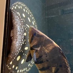 ダイヤモンドポルカSWC ♂ 約 ±40センチ