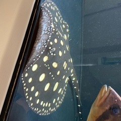 ダイヤモンドポルカSWC ♂ 約 ±40センチ