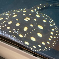 ダイヤモンドポルカSWC ♂ 約 ±40センチ