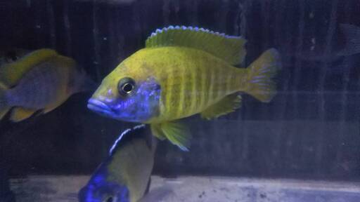 アフリカンシクリッド　アウロノカラ　バエンシーベンガ　コモリーフ　親魚 １０cm ドイツブリードF1