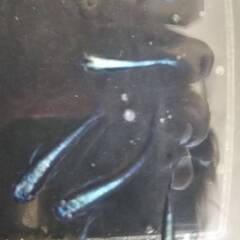 メダカ　カブキブルー （濃藍）　幼魚　2ｃｍ位 　数量限定販売 No6