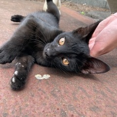 会社に迷い込んだ子猫2匹（館林市）