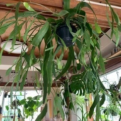 植物　吊り　エピフィラム　月下美人　ハンギング　観葉植物　