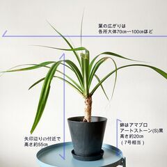 観葉植物 トックリラン  /鉢はアートストーンSサイズ(7号相当...