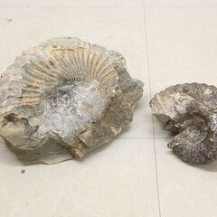 アンモナイト 2個 化石 標本 巻き貝 (R2294wY)