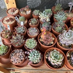 多肉植物　まとめ売り