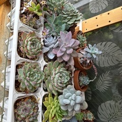多肉植物　まとめ売り