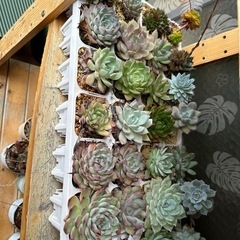 多肉植物　まとめ売り