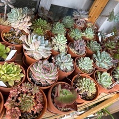 多肉植物　まとめ売り