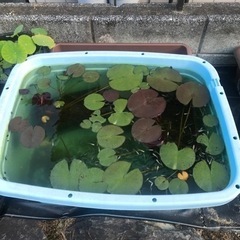 メダカ　水槽　睡蓮　蓮　ビオトープ