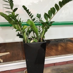 観葉植物　ザミオクルカス