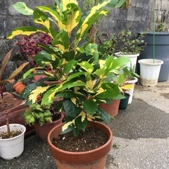 観葉植物　クロトン　値下②＋①セット1500円