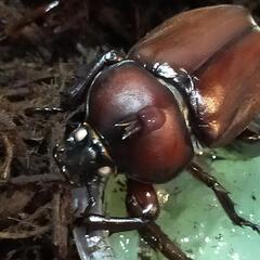 ホワイトアイ　カブト虫　