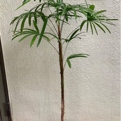 🪴棕櫚竹(シュロチク)観葉植物2　　1本立ち