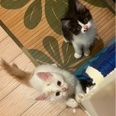 🐈‍⬛💕子猫４匹、里親様決まりました🍀