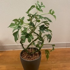 ヒメモンステラ　鉢付き　観葉植物