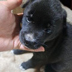 黒い子犬　コーン君