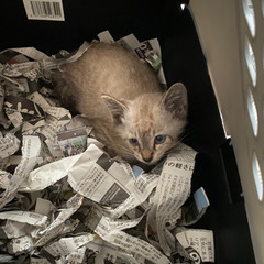 ありがとうございます！良いご縁に巡り合い、家族に迎えてもらえる事...